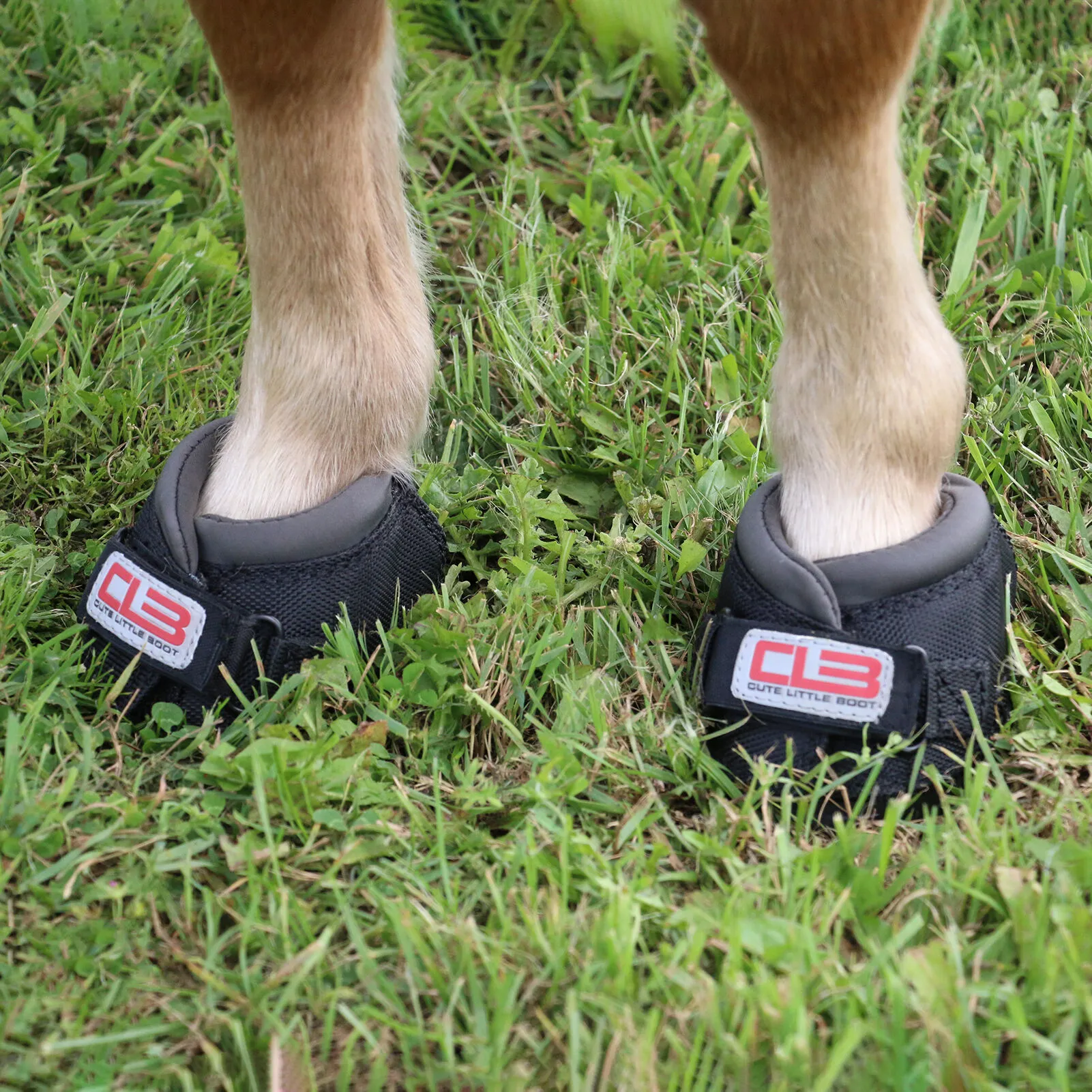FRA Cavallo Regular CLB Stivaletti